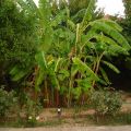 dsc00080.jpg